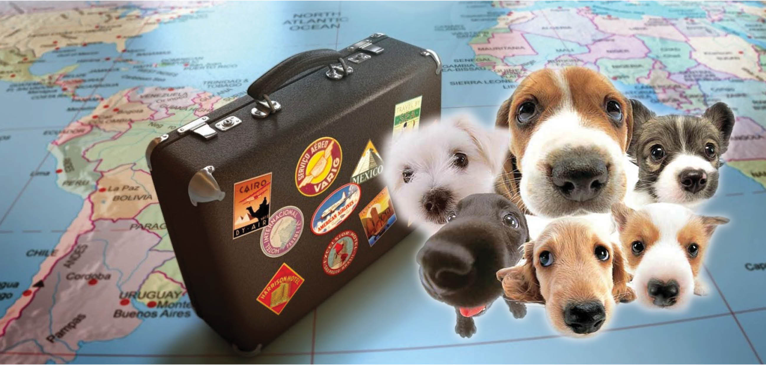 Viajes y mascotas: ¡Vacaciones para todos!