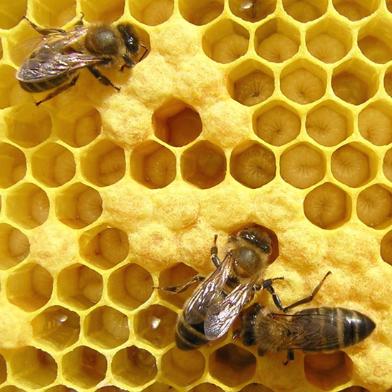 abejas 2