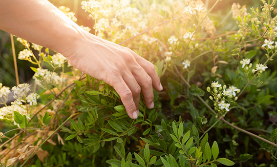 La naturaleza como medicina contra el estrés docente